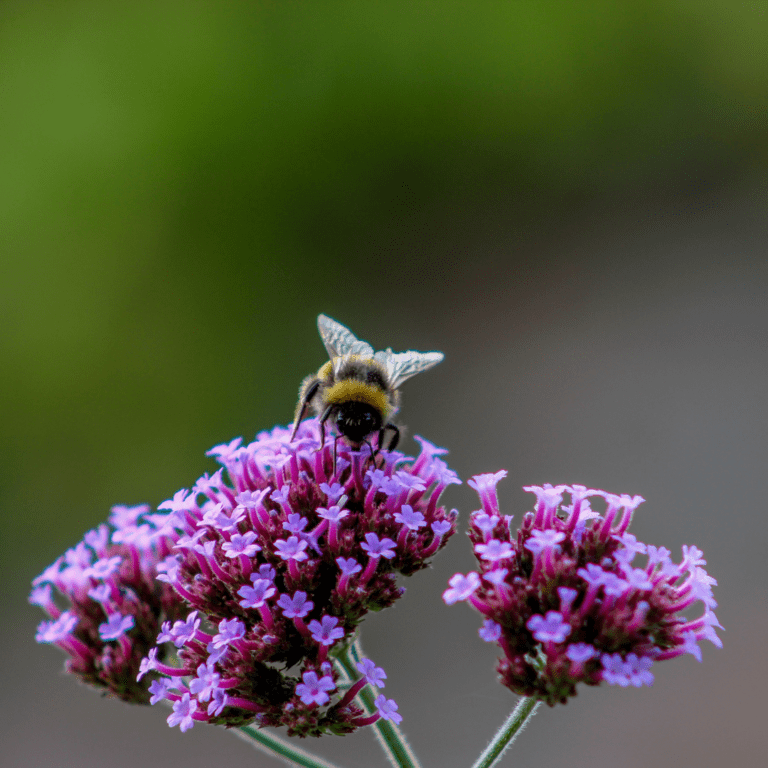 Bee on flower