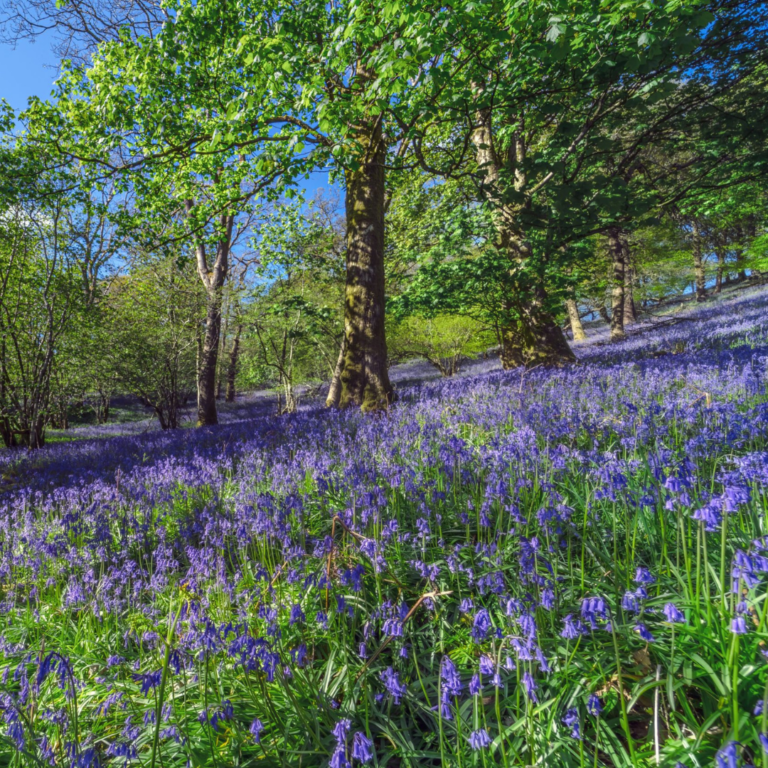 Bluebells in woods