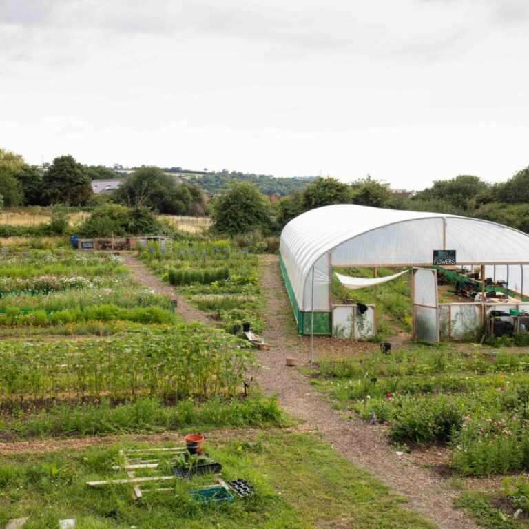 Large polytunnel and field of plants