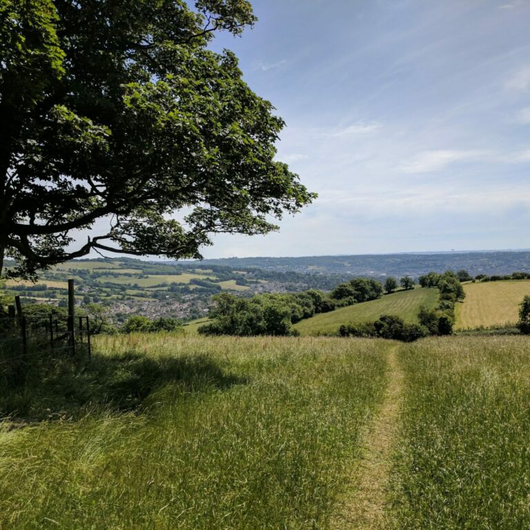 Photo of fields and tree