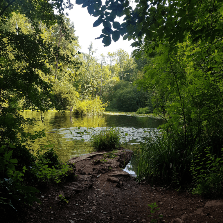 View of a natural pool surrounded by trees and shrubs