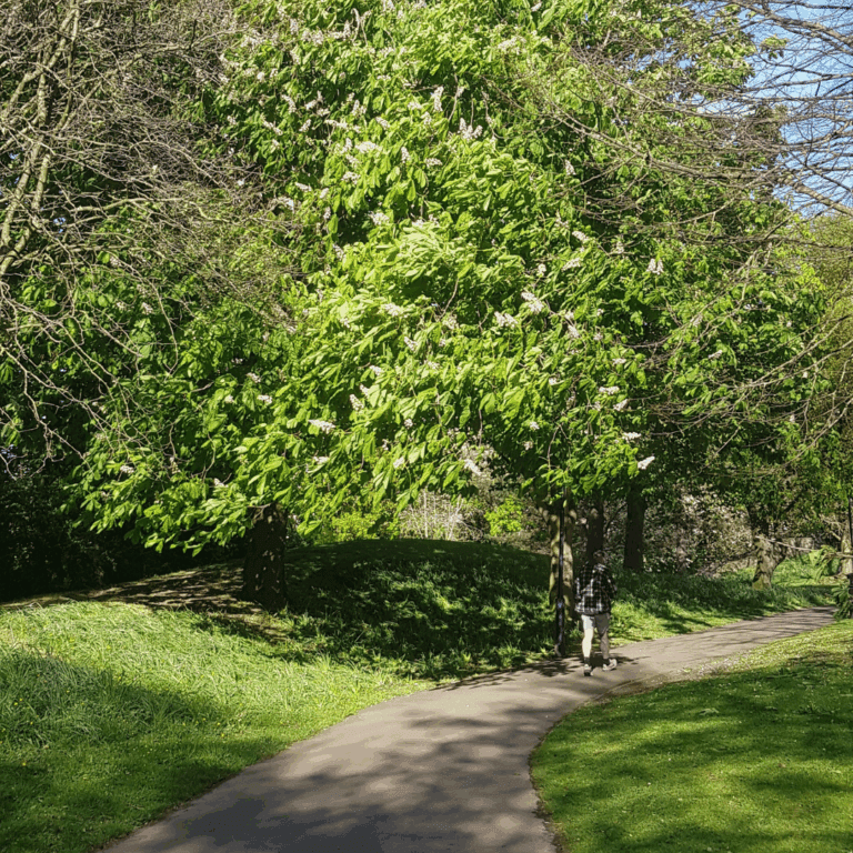 Tree in Castle Park