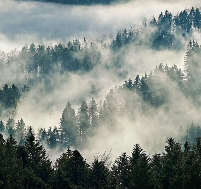 Photo of forest taken from above