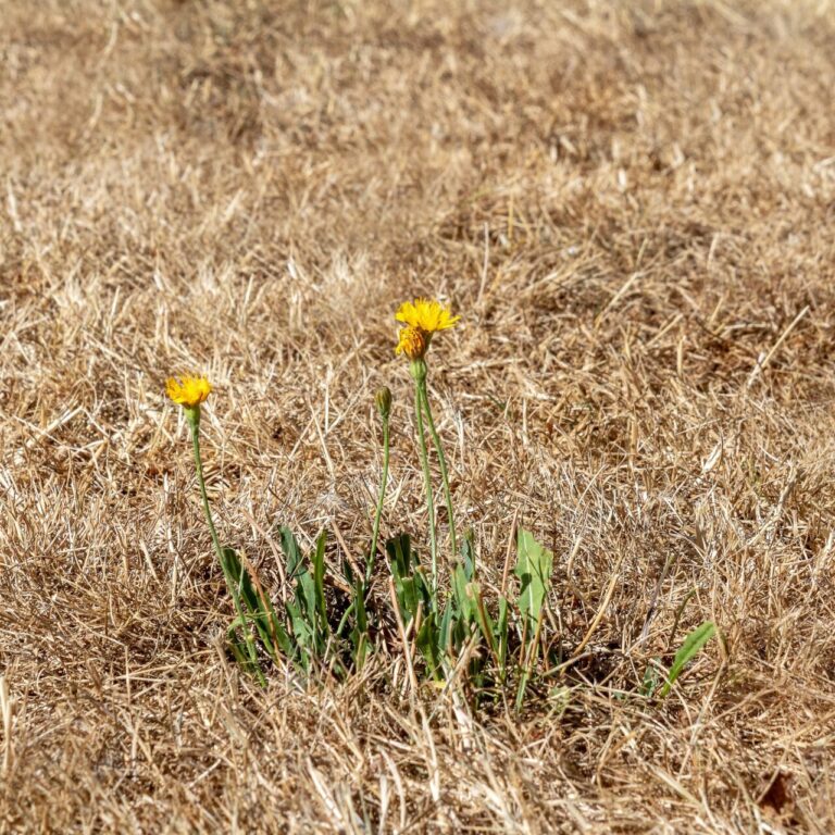 dry grass with one flower growing in the middle