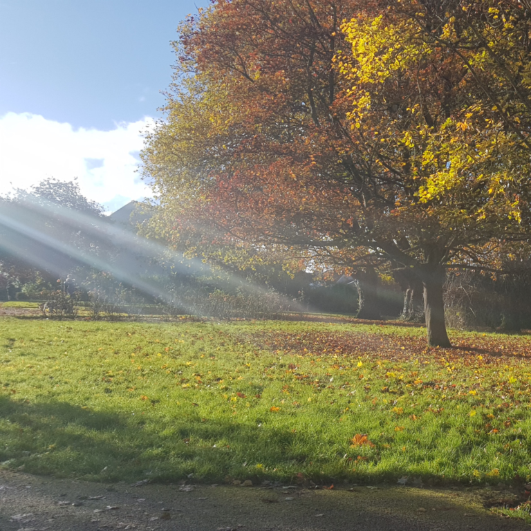A path in a park running alongside green grass and a large tree with Autumn leaves. There is a stream of sunshine.